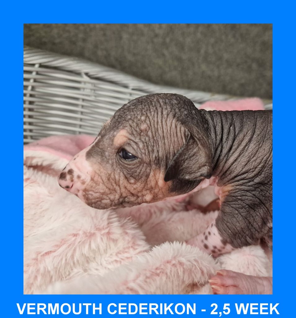 Peruvian Hairless Dog The Breed Archive