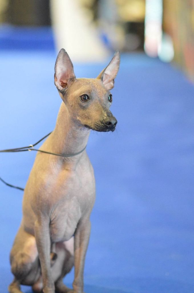 Peruvian Hairless Dog - The Breed Archive