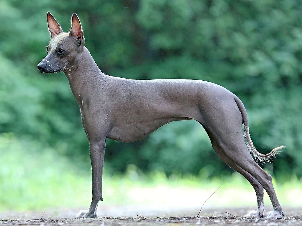 Peruvian Hairless Dog - The Breed Archive