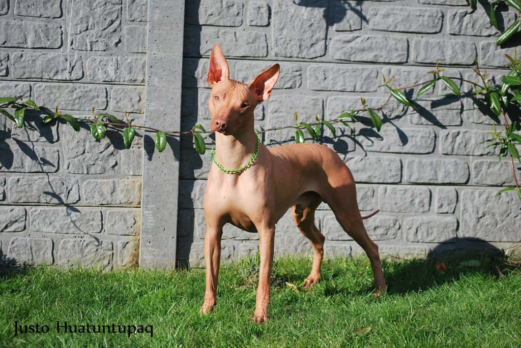 Peruvian Hairless Dog - The Breed Archive