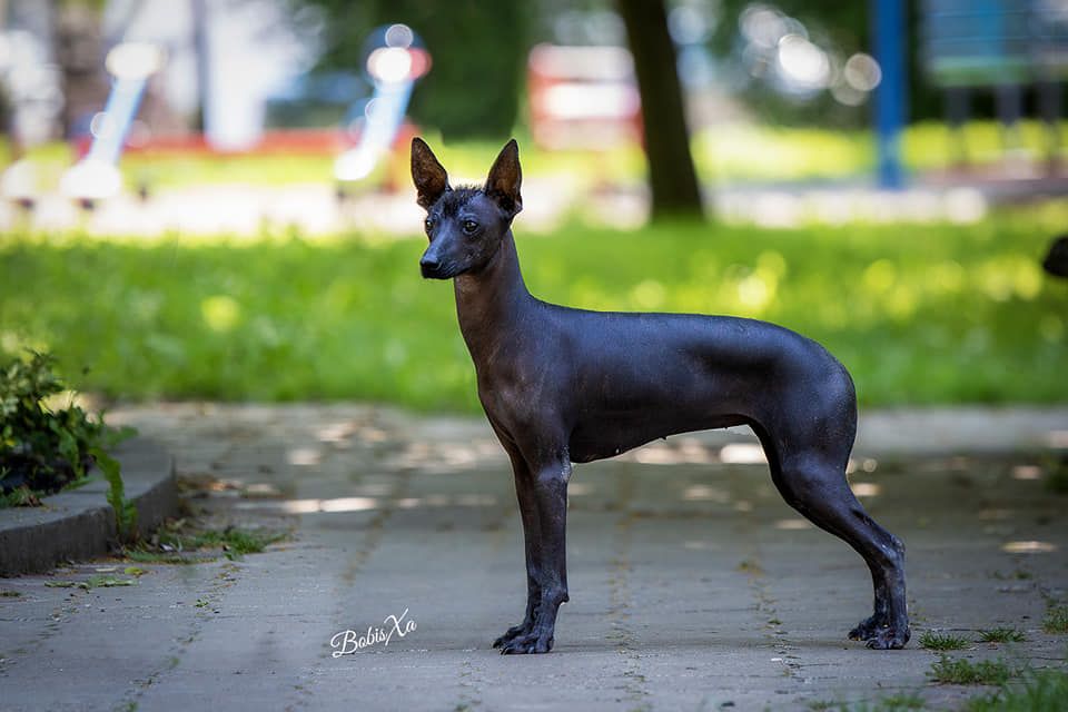 Peruvian Hairless Dog - The Breed Archive