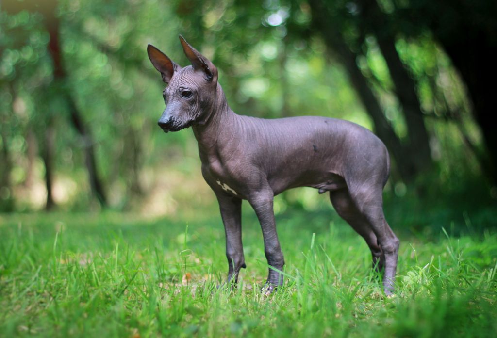 Peruvian Hairless Dog - The Breed Archive