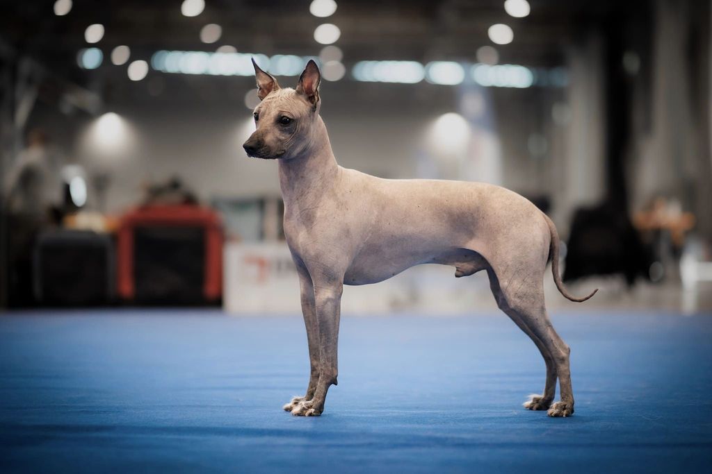Peruvian Hairless Dog - The Breed Archive