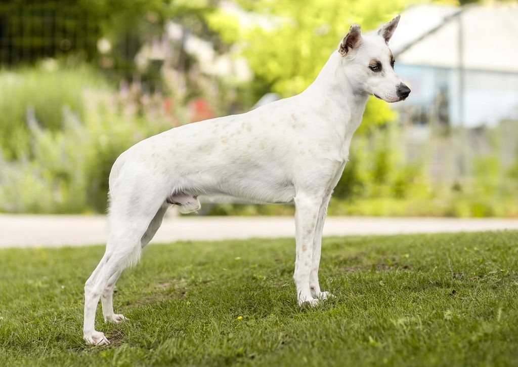Peruvian Hairless Dog - The Breed Archive