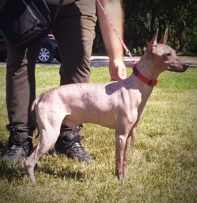 Peruvian Hairless Dog - The Breed Archive