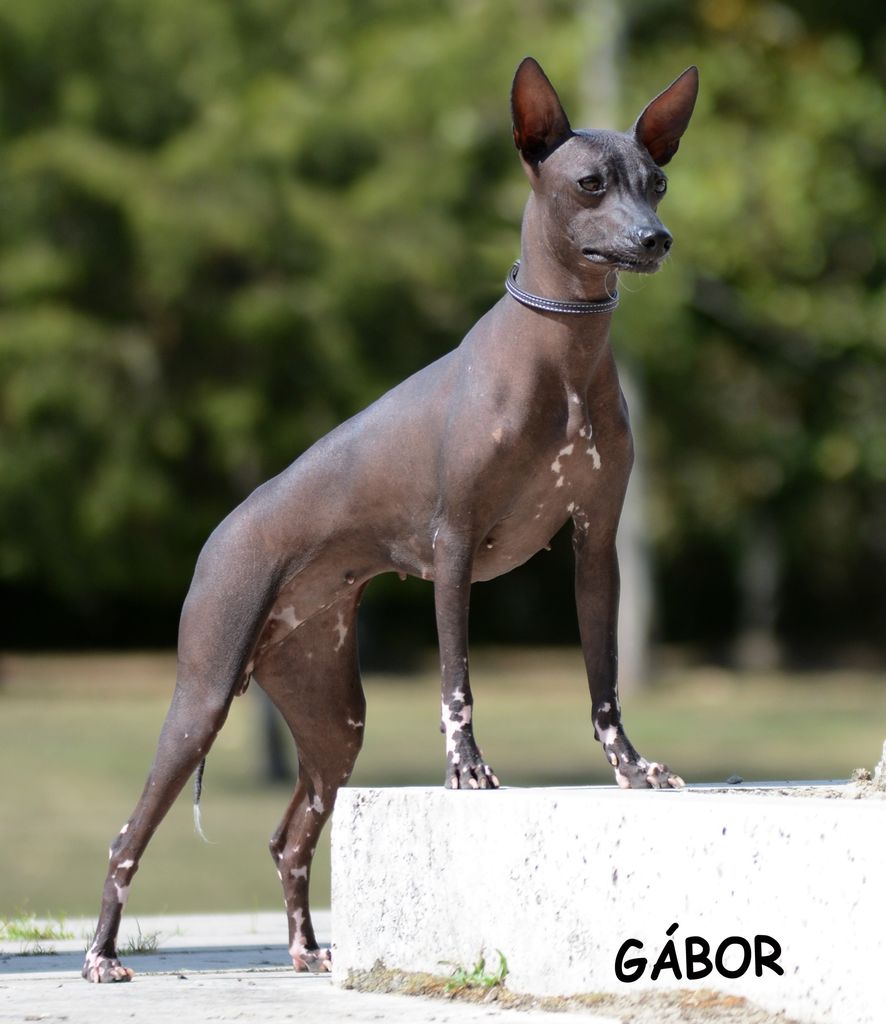 Peruvian Hairless Dog - The Breed Archive