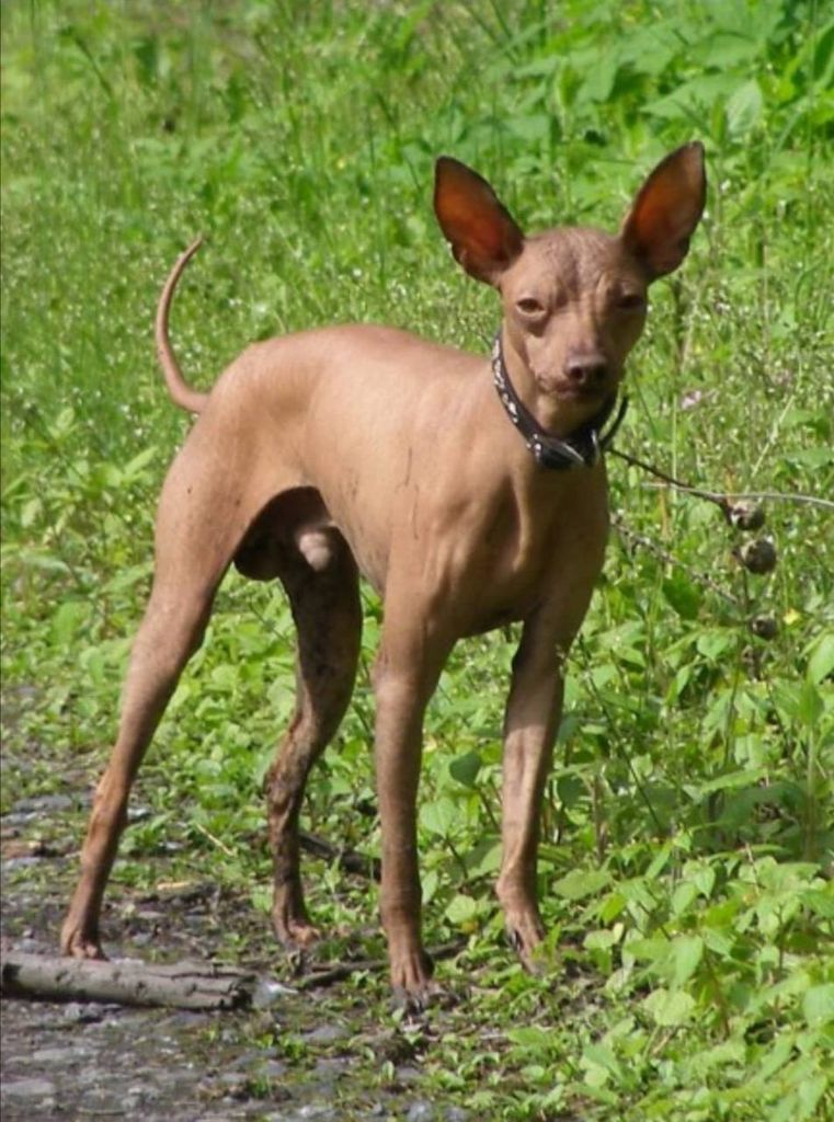 Peruvian Hairless Dog - The Breed Archive
