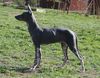 Profile picture of the animal