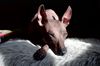 Profile picture of the animal