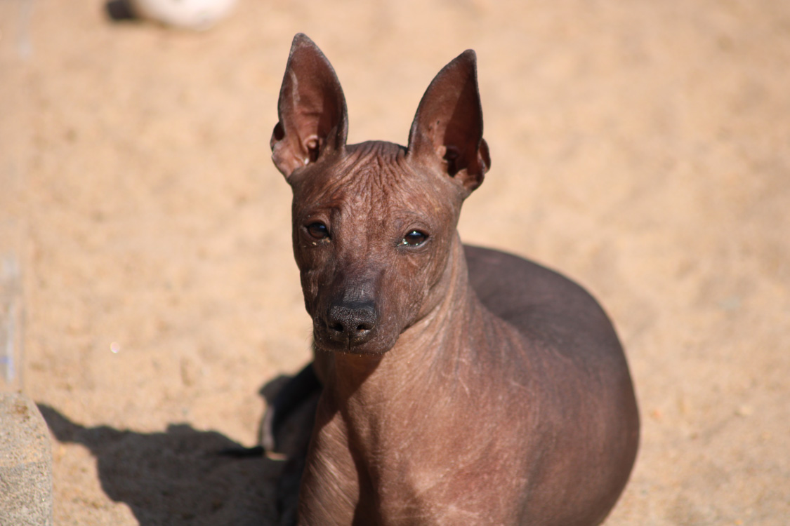 why are peruvian dogs hairless